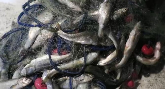 Van’da 350 Kilo Kaçak Avlanmış İnci Kefali Ele Geçirildi