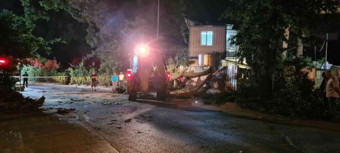 Sancaktepe’de Asırlık Ağaç Yola Devrildi