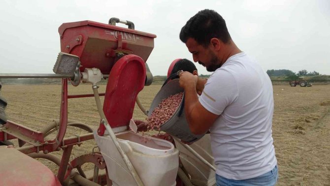 Çukurova’da Yer Fıstığı Ekimi Başladı