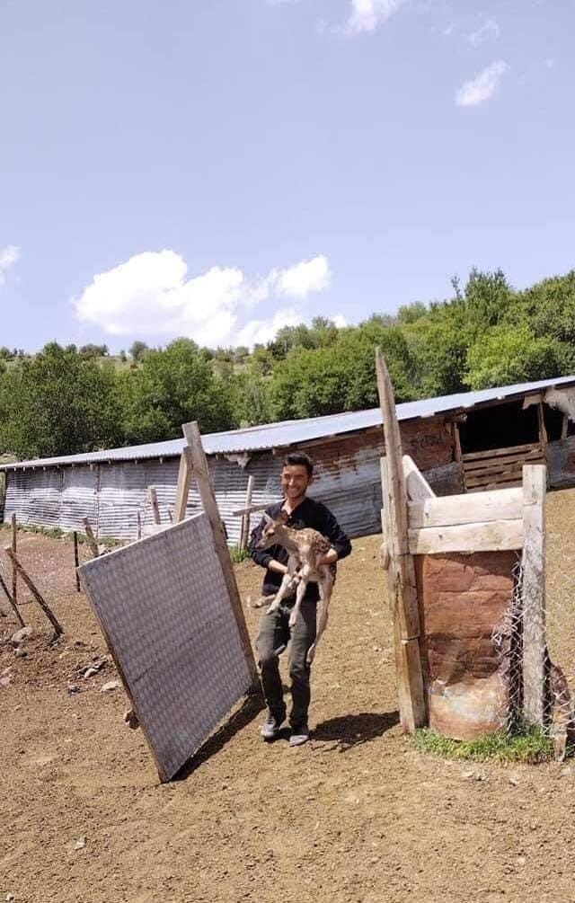 Beypazarı’nda Bulunan Geyik Yavrusu Yaban Hayatına Bırakıldı