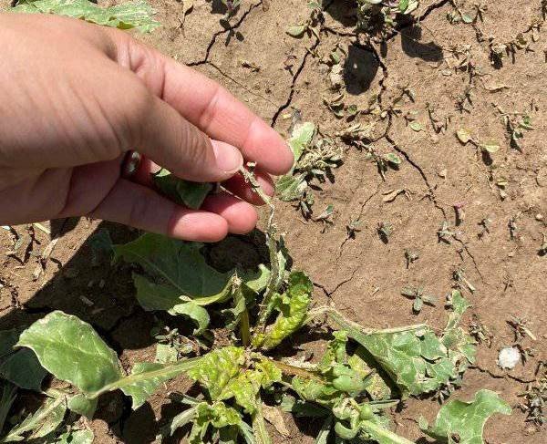 Aslanapa’da Dolunun Ürünlerdeki Etkileri Tespit Ediliyor