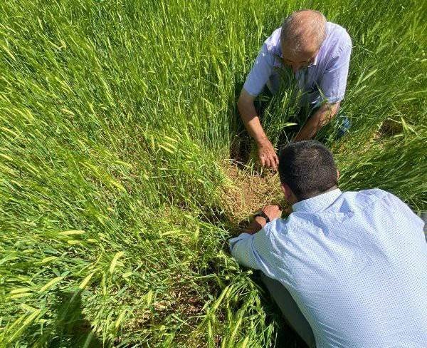 Aslanapa’da Dolunun Ürünlerdeki Etkileri Tespit Ediliyor