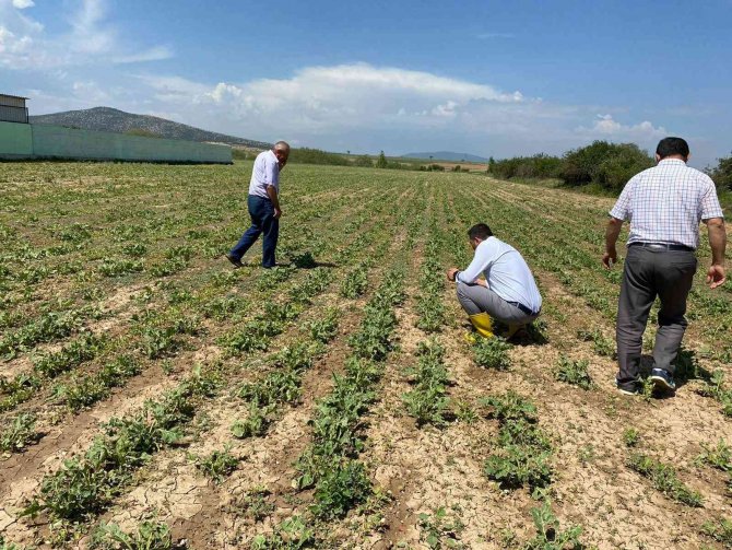 Aslanapa’da Dolunun Ürünlerdeki Etkileri Tespit Ediliyor