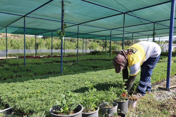 Didim Belediyesi’nin Renkli Çiçekleri Kenti Süsleyecek