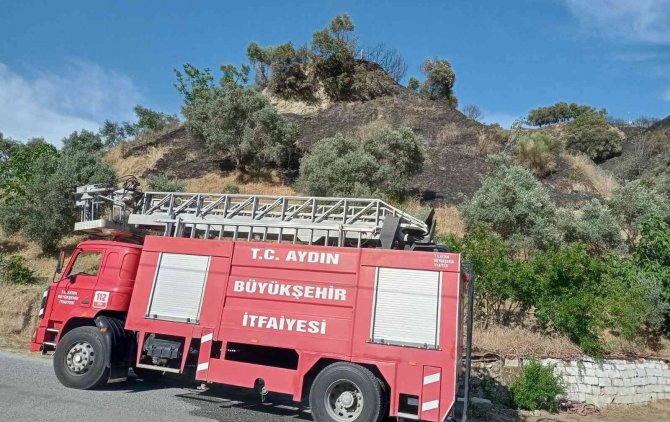 Aydın’da Zeytinlik Alandaki Yangın Büyümeden Söndürüldü