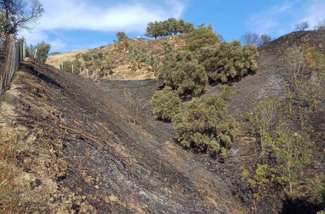 Aydın’da Zeytinlik Alandaki Yangın Büyümeden Söndürüldü