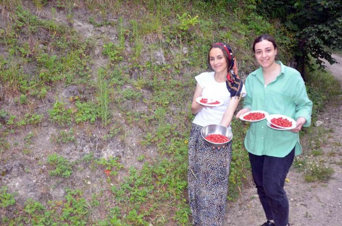 Bu Çileğin Kilosu 200 Tl