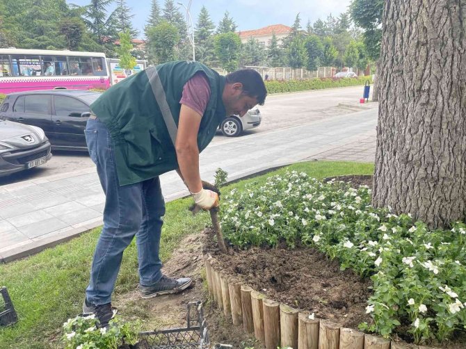 Çorum 200 Bin Rengarenk Çiçeklerle Donatılıyor