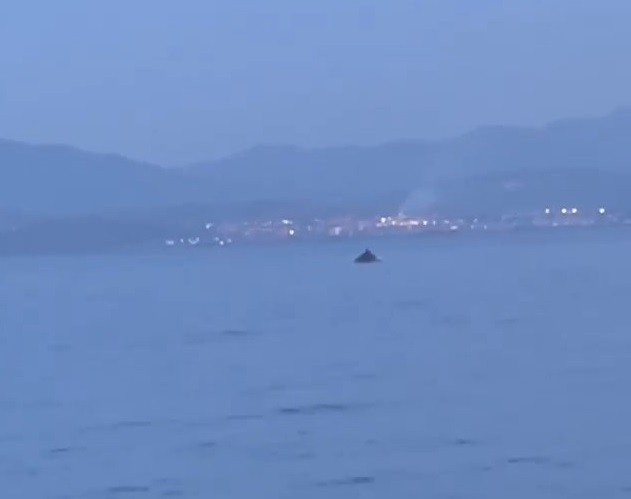Bursa’da Yunus Balıklarının Şovu Kameralarda