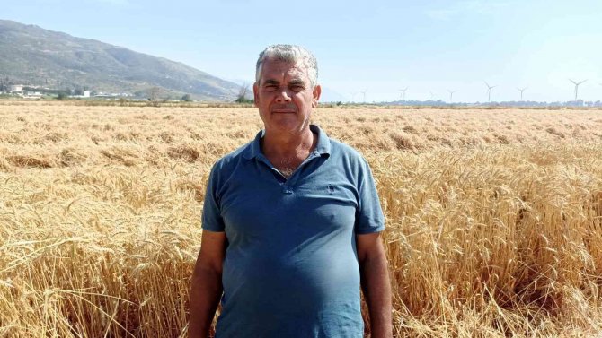 Söke Ovası’nda Buğday Bereketi