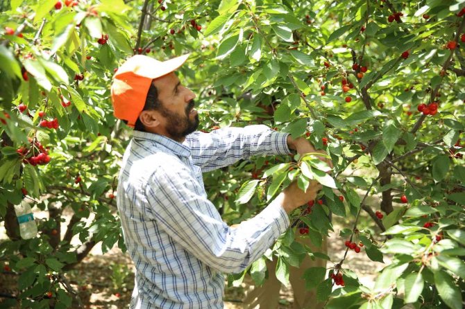 Honazlı Kirazcılar, Başkan Kepenek’in Seçim Vaadini Yerine Geçirmesini Bekliyor