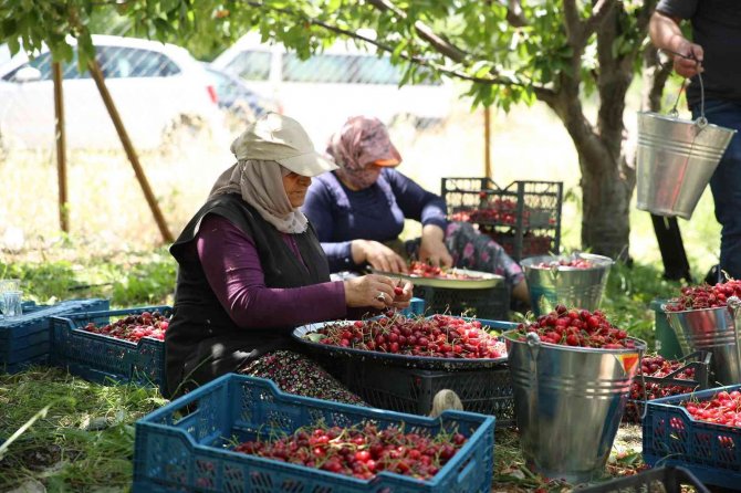Honazlı Kirazcılar, Başkan Kepenek’in Seçim Vaadini Yerine Geçirmesini Bekliyor
