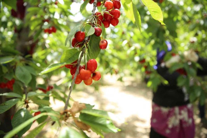 Honazlı Kirazcılar, Başkan Kepenek’in Seçim Vaadini Yerine Geçirmesini Bekliyor
