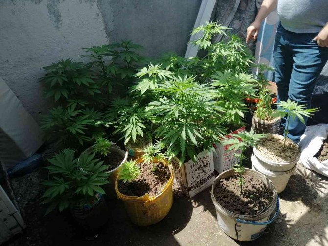 Keşan’da Saksı İçinde Kenevir Ele Geçirildi