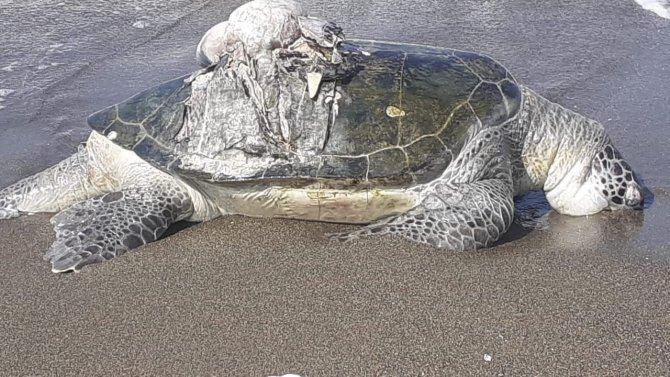 Hatay’da Ölü Yeşil Deniz Kaplumbağası Bulundu