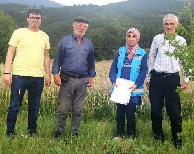 Hisarcık’ta Yem Bitkileri Kontrolleri