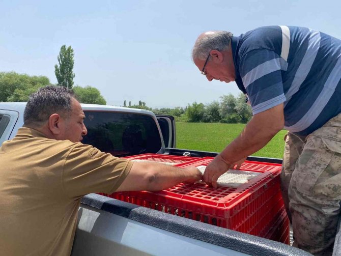 Iğdır’da Doğaya 175 Adet Kınalı Keklik Bırakıldı