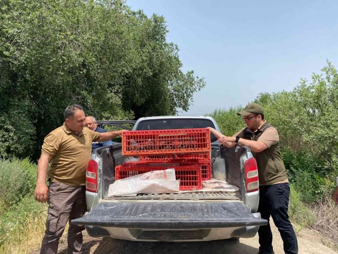 Iğdır’da Doğaya 175 Adet Kınalı Keklik Bırakıldı