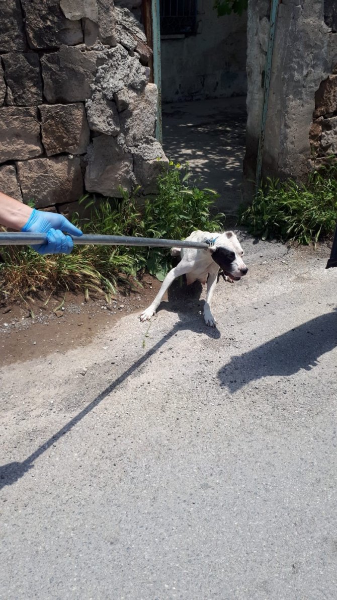 12 Pitbul Cinsi Köpek Bulundu