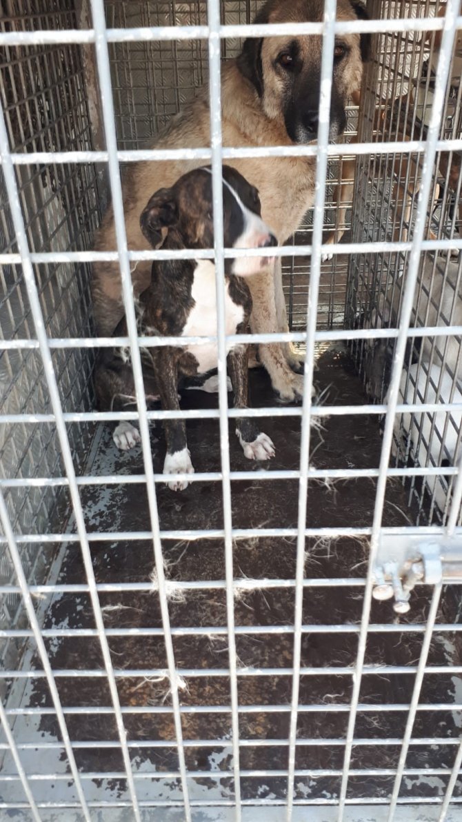 12 Pitbul Cinsi Köpek Bulundu
