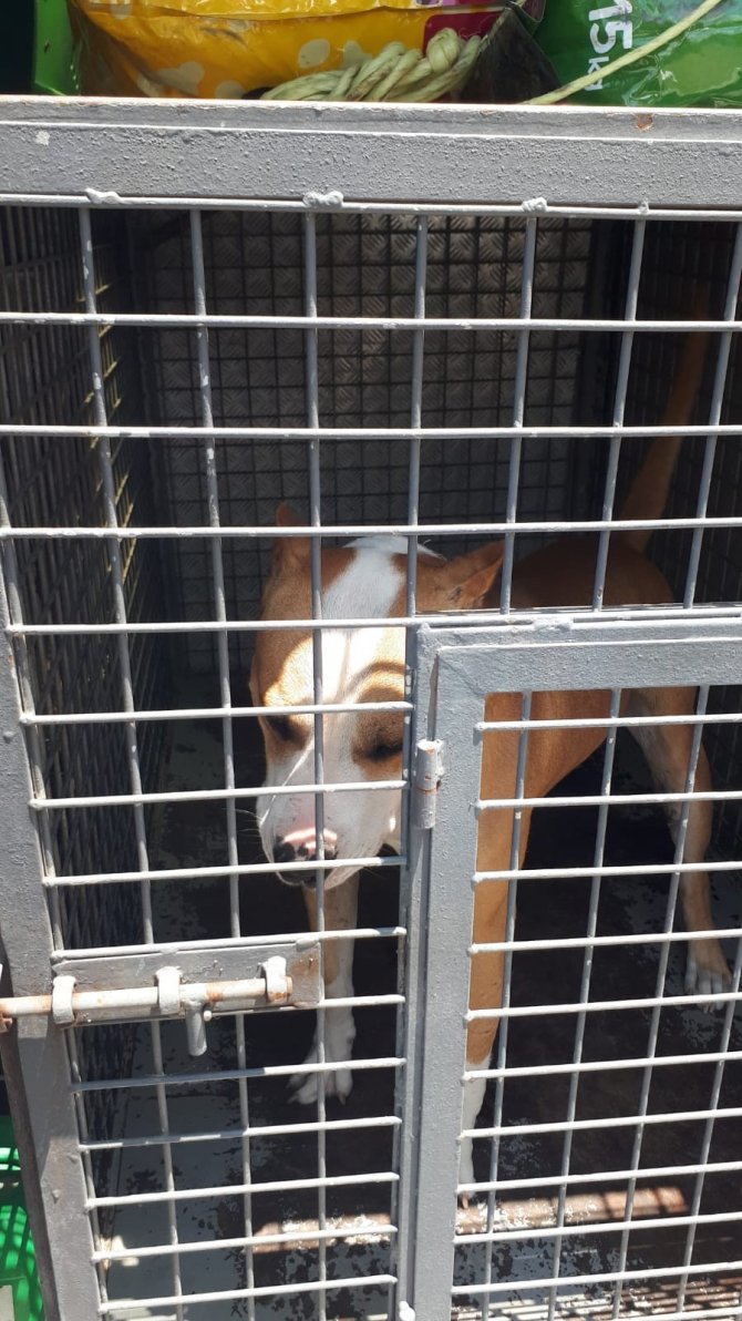 12 Pitbul Cinsi Köpek Bulundu