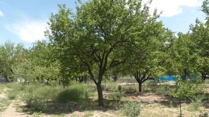 Kuru Kayısı Rekolte Çalışması Tamamlandı