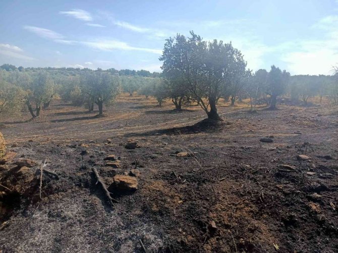 Tutuşan Otlar 189 Zeytin Ağacına Zarar Verdi