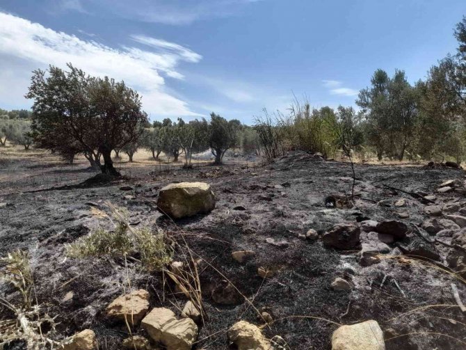 Tutuşan Otlar 189 Zeytin Ağacına Zarar Verdi