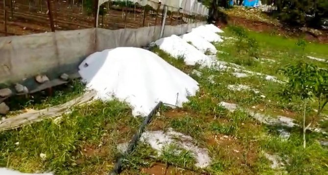 Mersin’de Dolu 10 Dakikada Bahçelere Zarar Verdi