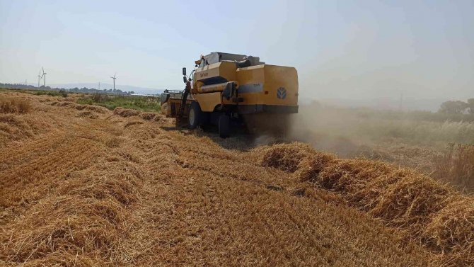 Söke Ovası’nda Buğday Bereketi