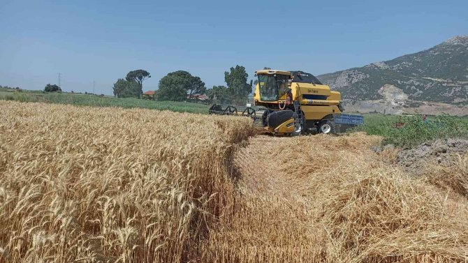 Söke Ovası’nda Buğday Bereketi