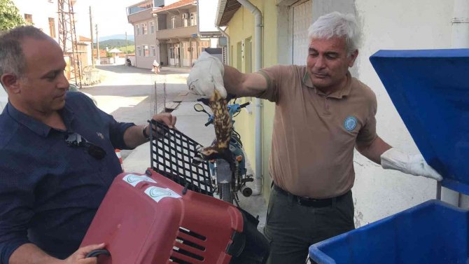 Nesli Tükenmekte Olan ‘Alaca Sansar’ Yavrularıyla Köye İndi