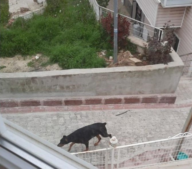 Havlayan Köpekten Korkup Kaçan Çocuğa Araba Çarptı