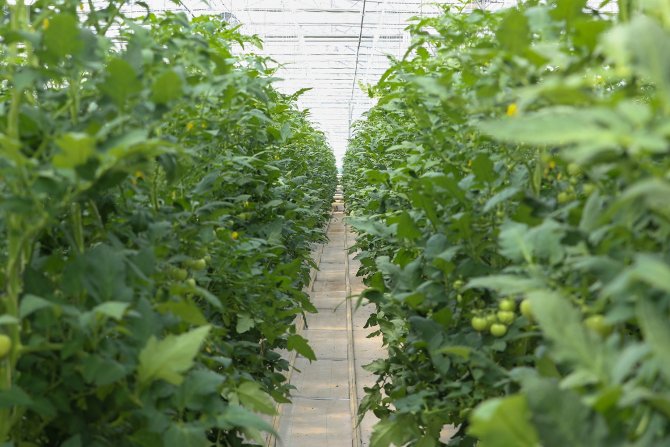 O Merkezde Yılda 1250 Ton Domates Üretimi Hedefleniyor