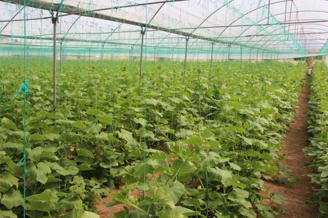 Salatalık Tarlada 2, Pazarda 5, Marketlerde 7 İle 10 Lira Arası