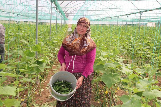 Salatalık Tarlada 2, Pazarda 5, Marketlerde 7 İle 10 Lira Arası