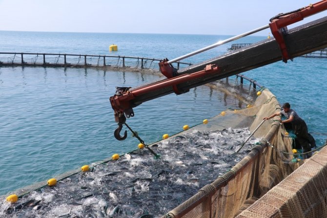 Samsun’da Türk Somonu Hasadı