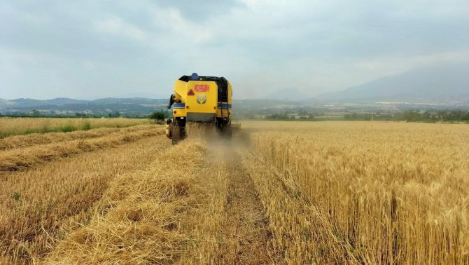 Buğday Üreticisinin Yüzü Gülüyor