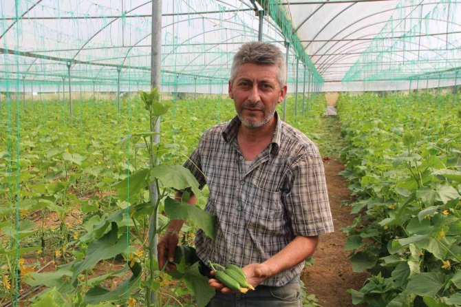 Salatalık Tarlada 2, Pazarda 5, Marketlerde 7 İle 10 Lira Arası