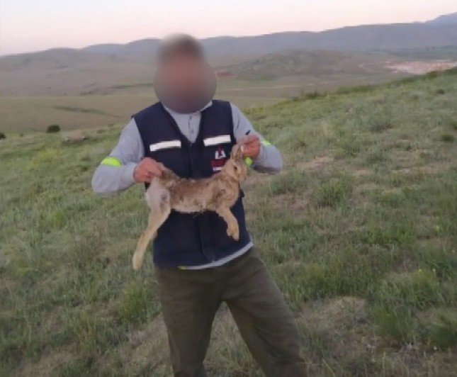 Vurdukları Tavşanı Köpeklere Parçalattırıp Sosyal Medyada Paylaştılar