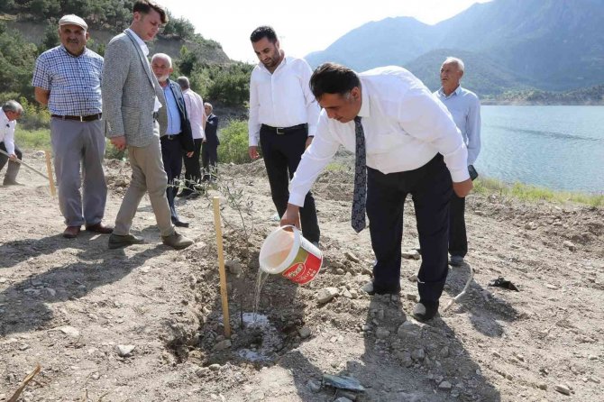 Osmancık Aşağızeytin Köyüne 3 Bin Zeytin Fidanı Dikildi