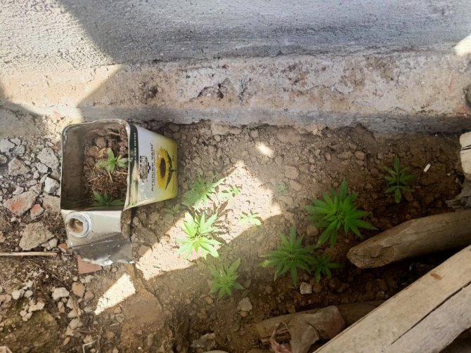 Bahçe Ve Saksıda Kenevir Üretimine Jandarma Baskını: 3 Gözaltı