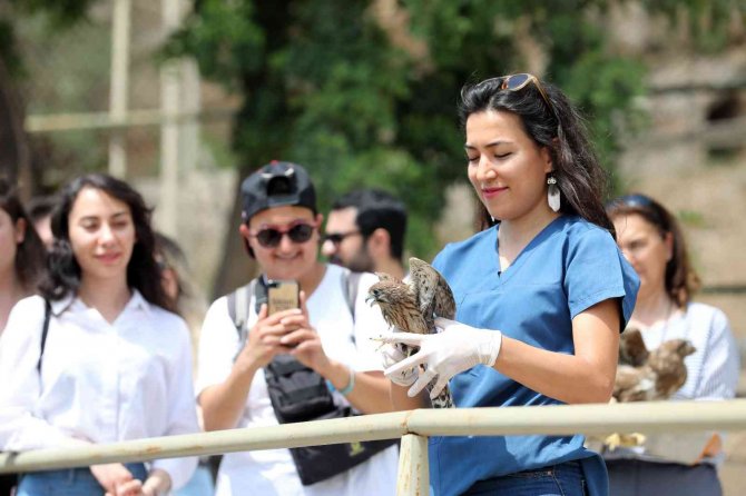 Tedavi Edilen Yırtıcı Kuşlar Doğaya Bırakıldı
