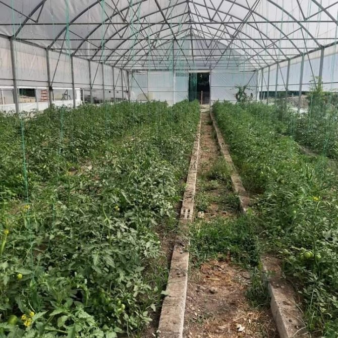 Çukurca Belediyesi Vatandaşa Ucuz Sebze