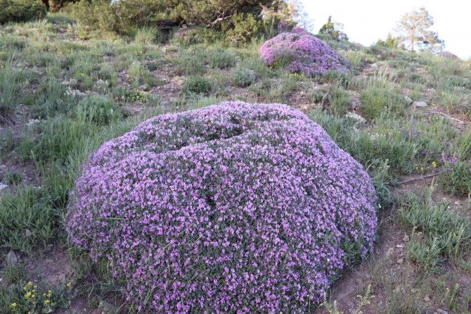 Gevenler Öbek Öbek Mor Çiçek Açtı