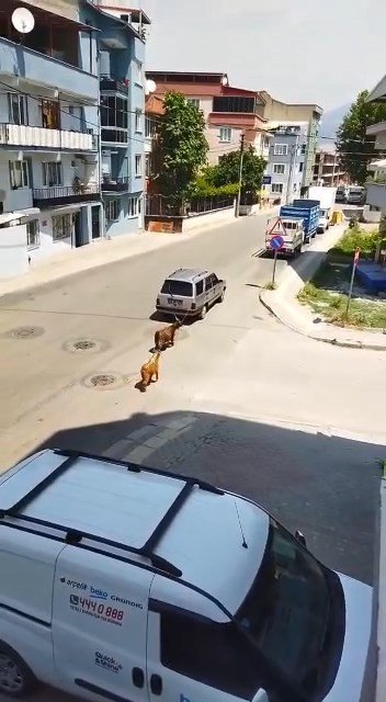 Keçileri Kaçıran Sürücü Kamerada...
