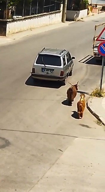 Keçileri Kaçıran Sürücü Kamerada...