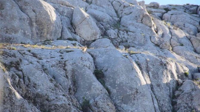 Elazığ’da Yavru Yaban Keçisi Görüldü