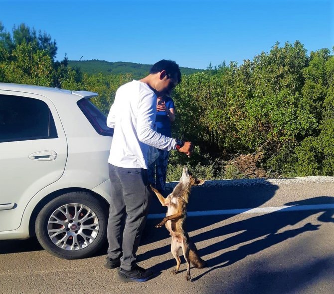 Yola Fırlayan Tilki Sürücülerin Maskotu Oldu