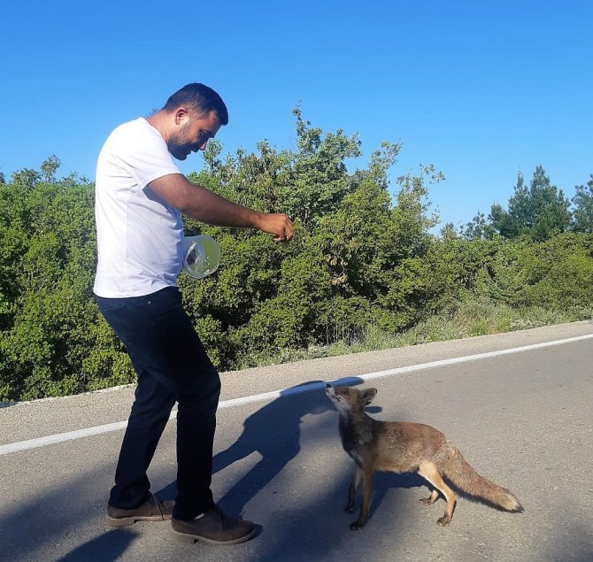 Yola Fırlayan Tilki Sürücülerin Maskotu Oldu